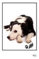 Pet Photographer in Lincoln | Kapture Media Photography