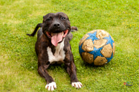 Pet Photographer in Lincoln | Kapture Media Photography
