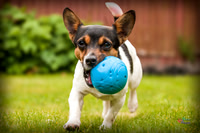 Small white and brown dog, running with a blue ball