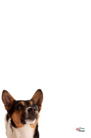 Pet Photographer in Lincoln | Kapture Media Photography