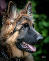 Pet Photographer in Lincoln | Kapture Media Photography