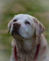 Pet Photographer in Lincoln | Kapture Media Photography