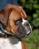 Pet Photographer in Lincoln | Kapture Media Photography