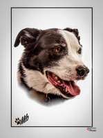 Pet photography, Pet Photographer, Lincoln