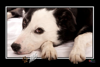 Pet photography, Pet Photographer, Lincoln