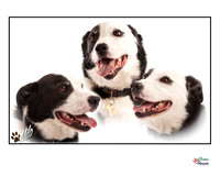 Pet photography, Pet Photographer, Lincoln
