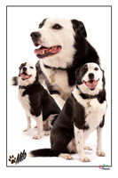 Pet photography, Pet Photographer, Lincoln